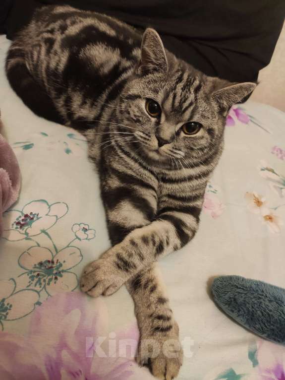 Кошки в Чебоксарах: Кошечка Моника ищет новый дом Девочка, Бесплатно - фото 4