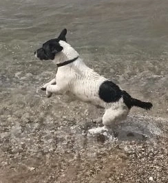 Собаки в Симферополе: Пропала собака Мальчик, 5 000 руб. - фото 1