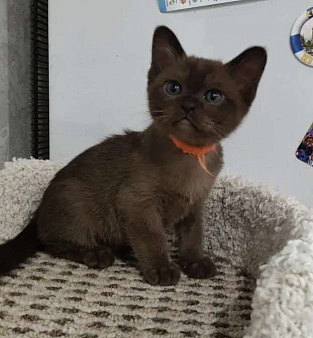 Бурманские котята