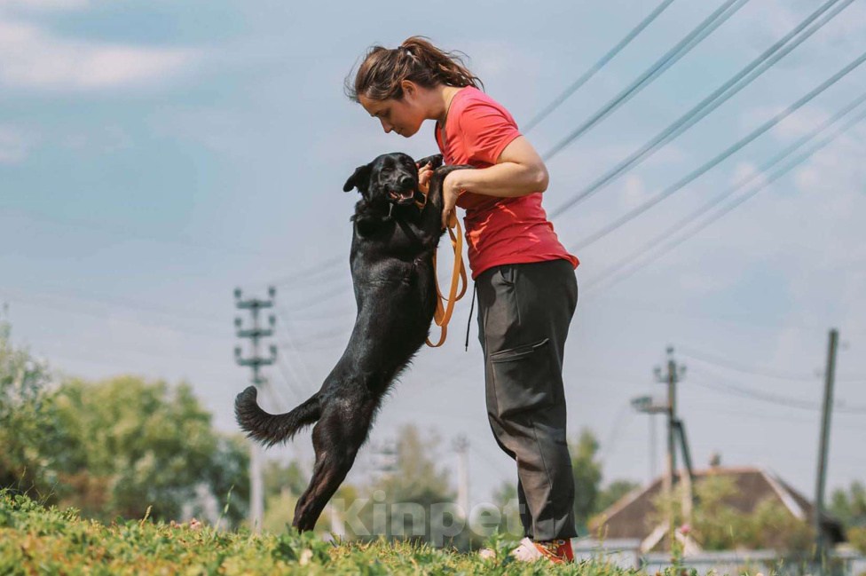 Собаки в Москве: Золя Девочка, Бесплатно - фото 3
