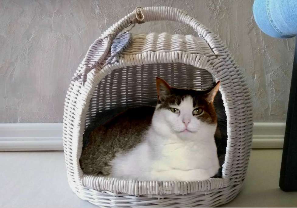 Кошки в Санкт-Петербурге: Никто не замечает кошечку Плюшу!  Девочка, Бесплатно - фото 1