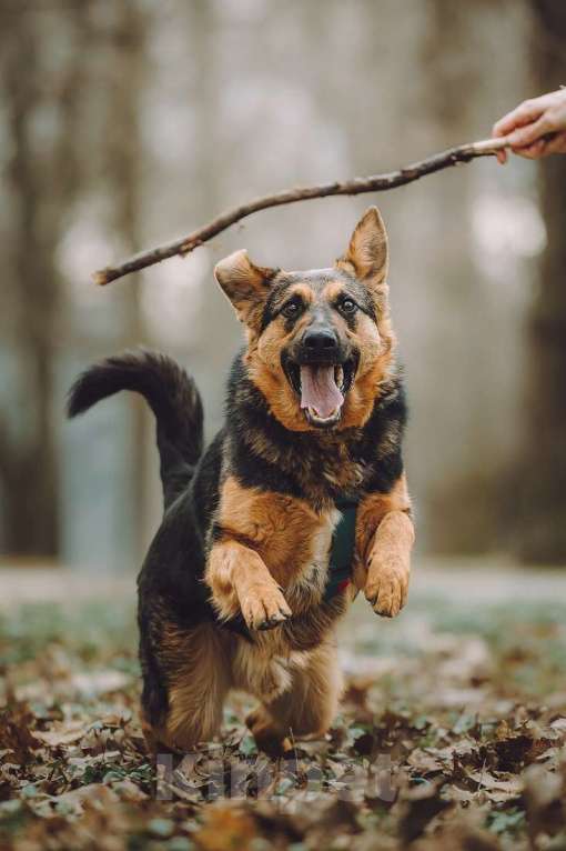 Собаки в Москве: Фьючерс - настоящий медвежонок! В добрые руки Мальчик, Бесплатно - фото 5