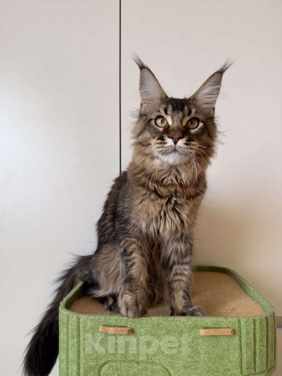 Кошки в Москве: Котенок мейн-кун Мальчик, 35 000 руб. - фото 1