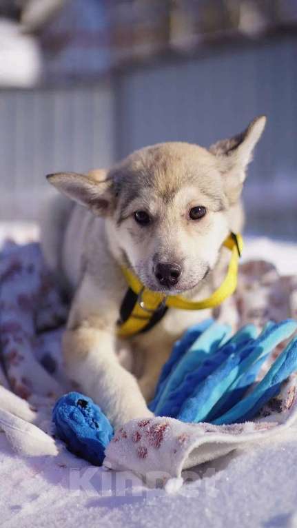 Собаки в Ногинске: Маленькая Чуда ждёт свою семью в приюте Девочка, Бесплатно - фото 1