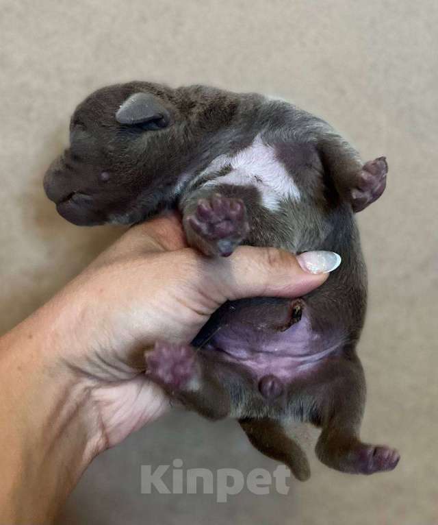 Собаки в других городах Калужской области: Бронь щенка на август,сентябрь от пар Мальчик, 110 000 руб. - фото 3