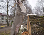 Собаки в Рыбинске: Девочка голубая стафф Девочка, 55 000 руб. - фото 6