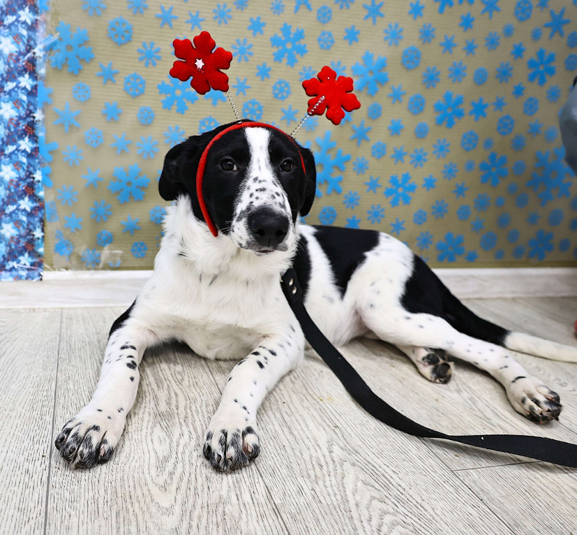 Собаки в Москве: Щенки бесплатно в Москве Девочка, Бесплатно - фото 6