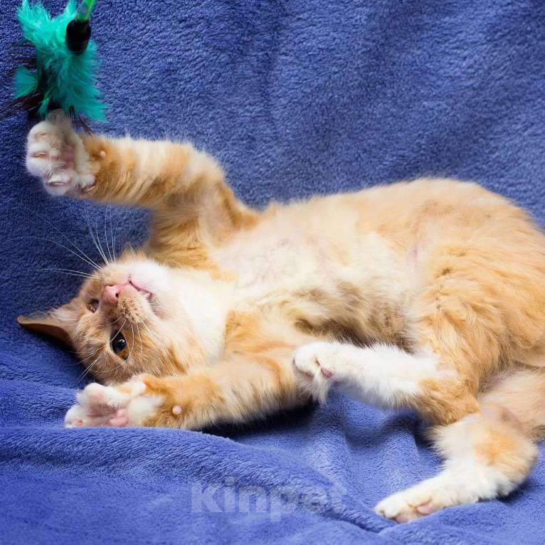 Кошки в Москве: Неужели никогда не полюбят? Мальчик, Бесплатно - фото 4