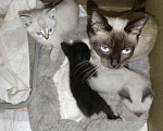 Кошки в Пензе: сиамская кошка Девочка, Бесплатно - фото 2