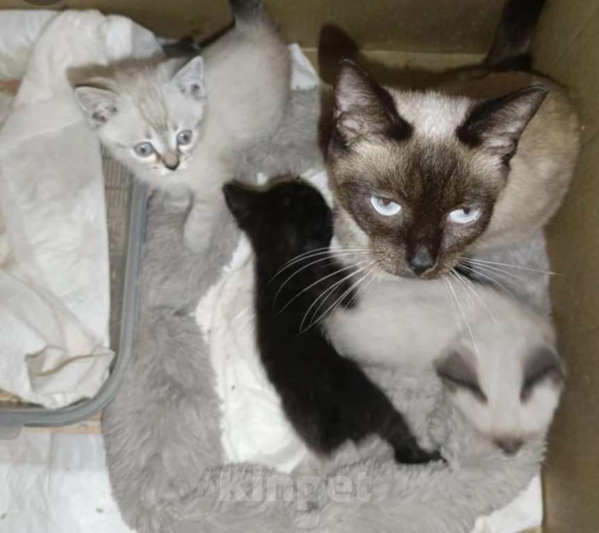 Кошки в Пензе: сиамская кошка Девочка, Бесплатно - фото 2