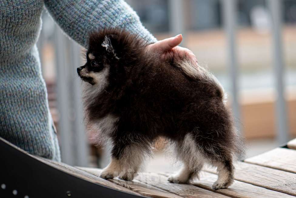 Собаки в Узловой: Померанский шпиц Девочка, 50 000 руб. - фото 3