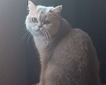Кошки в Курганинске: Пропала британская кошка Девочка, Бесплатно - фото 5