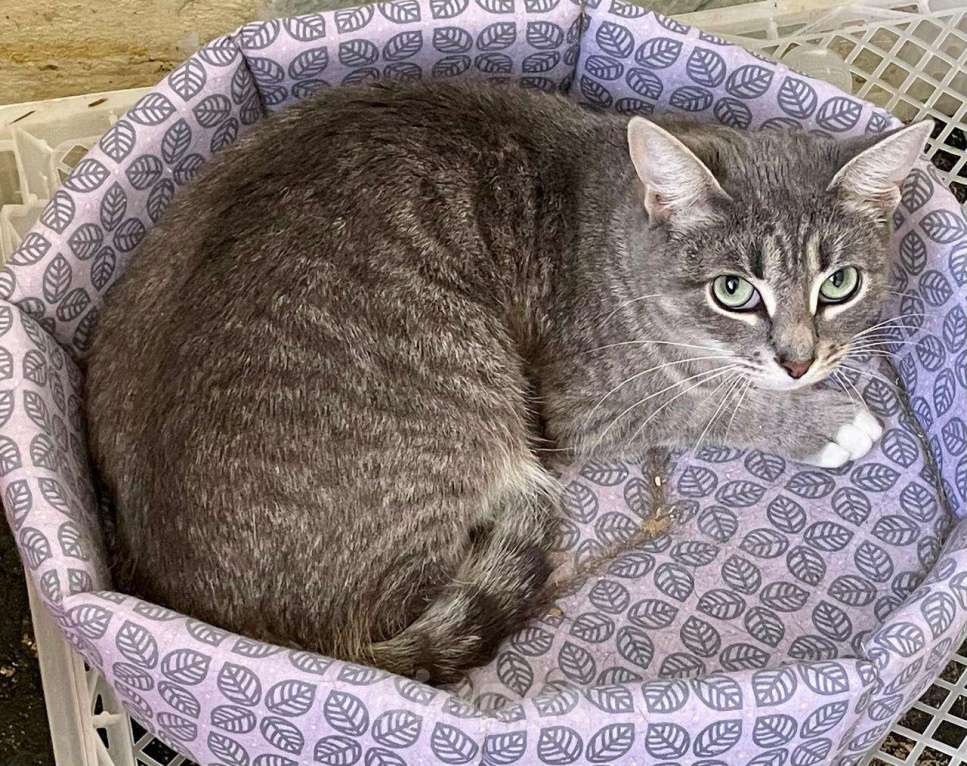 Кошки в Москве: Василиса - гордая леди Девочка, Бесплатно - фото 6