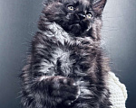 Кошки в Москве: Мейн-кун мальчик Veyron Ulan Mistwolf — крупный кот в модном окрасе «чёрный дым» Мальчик, 120 000 руб. - фото 7