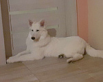 Собаки в Москве: щенки белой швейцарской овчарки Мальчик, 26 000 руб. - фото 7