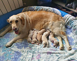 Собаки в Раменском: щенки золотистого ретривера Мальчик, 2 руб. - фото 1