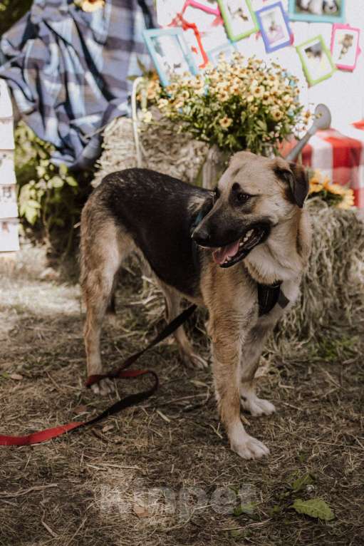 Собаки в Москве: Оушен Мальчик, Бесплатно - фото 4