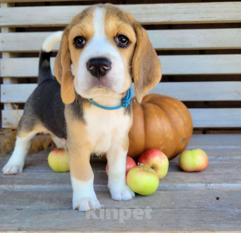 Собаки в Ростове-на-Дону: Щенки Бигля  Мальчик, 50 000 руб. - фото 2