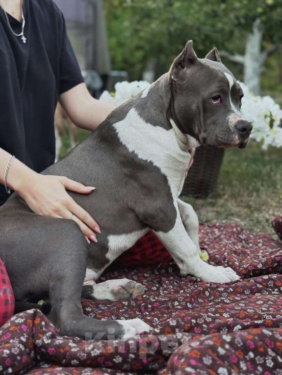 Собаки в Саратове: Саня Мальчик, 110 000 руб. - фото 3