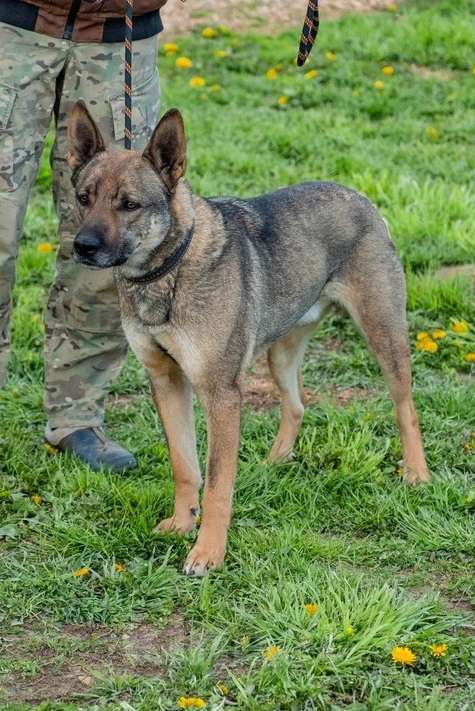 Собаки в Москве: Собака-счастье по имени Марсик Мальчик, Бесплатно - фото 3