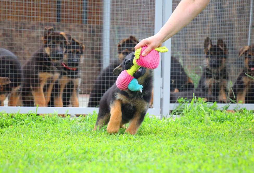 Собаки в других городах Московской области: Щенки Немецкой овчарки РКФ Мальчик, 60 000 руб. - фото 7
