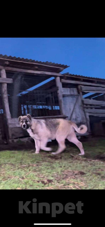 Собаки в Самаре: Щенок сука на продажу САО Девочка, 15 000 руб. - фото 5