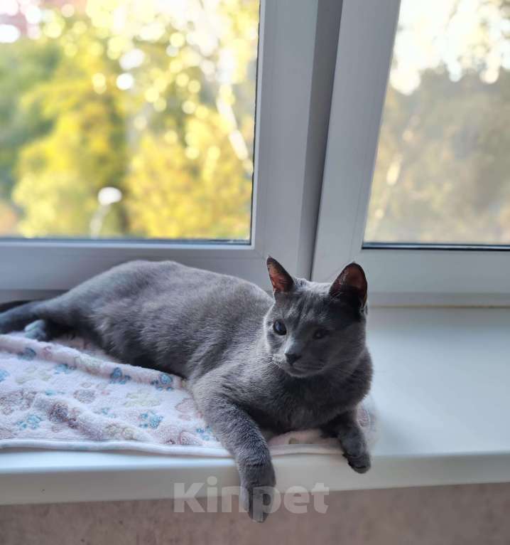 Кошки в Москве: Кошка в добрые руки  Девочка, Бесплатно - фото 3