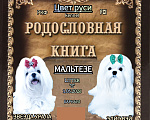 Собаки в Барнауле: Мальтезе  д.р. 1.05.26г Девочка, 70 000 руб. - фото 9