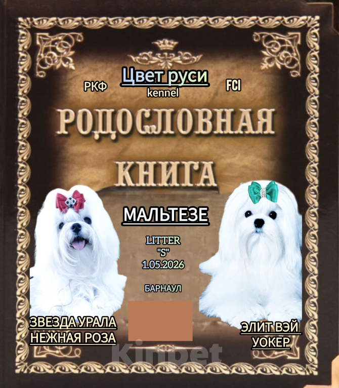 Собаки в Барнауле: Мальтезе  д.р. 1.05.26г Девочка, 70 000 руб. - фото 9