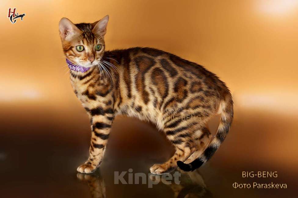 Кошки в Санкт-Петербурге:  Бенгальский кот 3 месяца Мальчик, 40 000 руб. - фото 3