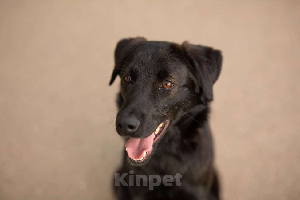 Собаки в Москве: Найт Мальчик, Бесплатно - фото 5