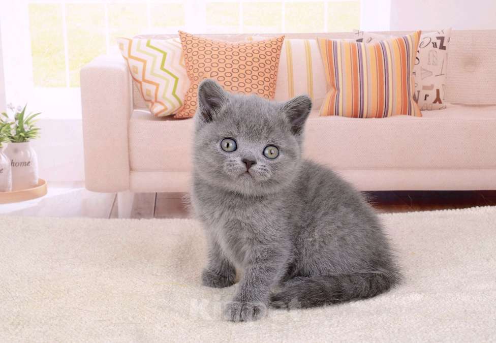 Кошки в Санкт-Петербурге: Британский котик голубого окраса Мальчик, 65 000 руб. - фото 4