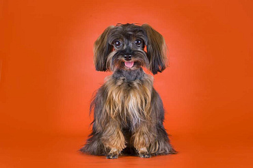 Петербургская орхидея