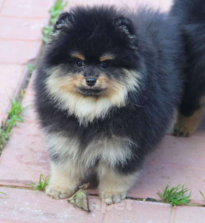 Собаки в Раменском: Мальчик шпица Мальчик, 40 000 руб. - фото 2