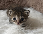 Кошки в Домодедово: отдаю котят Разнополые, Бесплатно - фото 2