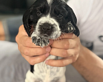 Собаки в Челябинске: Продажа щенка русский охотничий спаниель Девочка, 30 000 руб. - фото 8