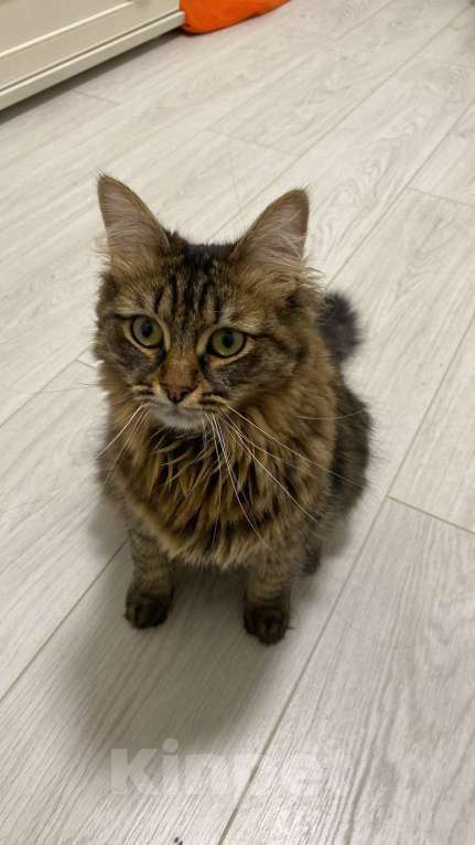 Кошки в Красногорске: Отдам в добрые руки Девочка, Бесплатно - фото 3