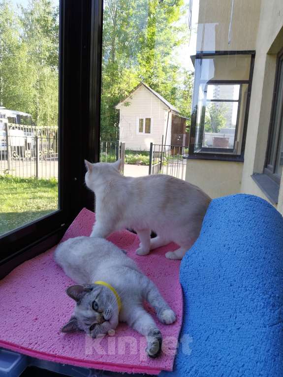 Кошки в Москве: Шотландские котята  Девочка, 15 000 руб. - фото 2