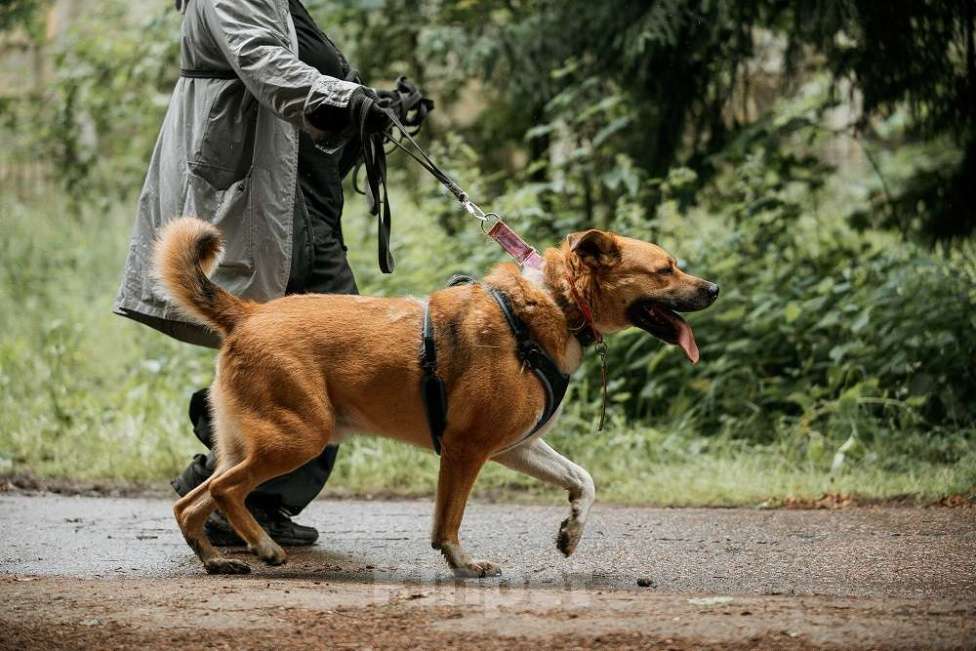 Собаки в Москве: Дружелюбный пес-компаньон Рэм ищет дом!  Мальчик, Бесплатно - фото 8