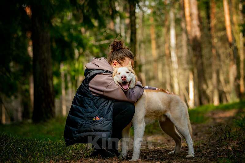 Собаки в Москве: Красавчик хаски Харт в добрые руки Мальчик, Бесплатно - фото 7