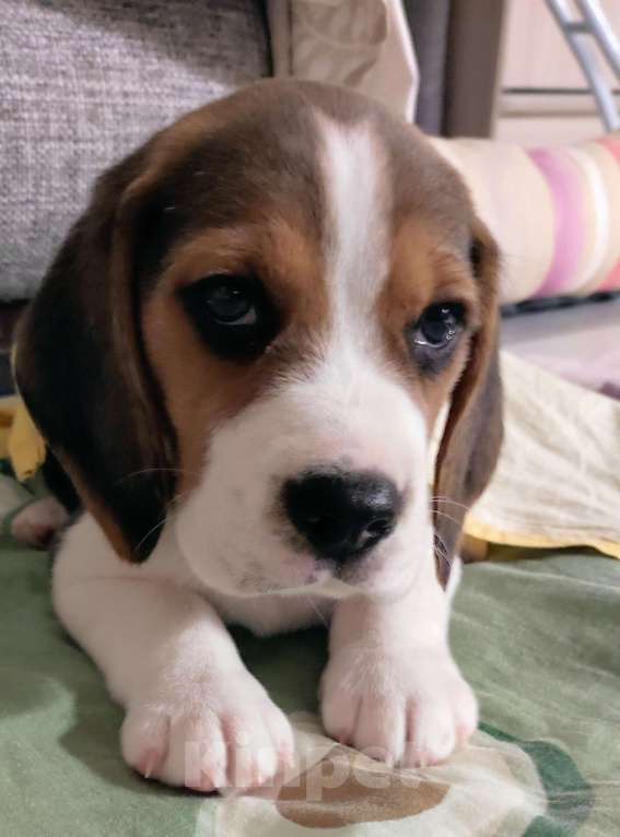 Собаки в Москве: Красивый, умный и весёлый щенок  Мальчик, 10 000 руб. - фото 2