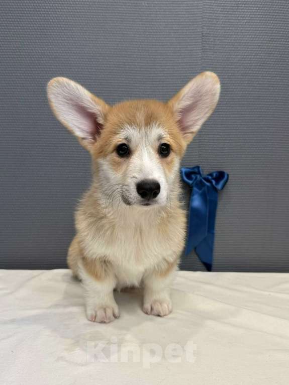 Собаки в Кургане: Щенок вельш корги пемброк, кобель Мальчик, 50 000 руб. - фото 2