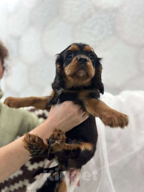 Собаки в других городах Калининградской области: Кавалер Кинг Чарльз Спаниель Мальчик, 38 000 руб. - фото 6