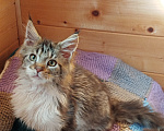Кошки в Санкт-Петербурге: Котята мейн-кун Мальчик, 25 000 руб. - фото 2