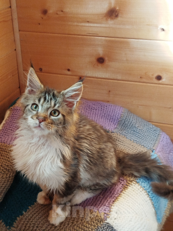 Кошки в Санкт-Петербурге: Котята мейн-кун Мальчик, 25 000 руб. - фото 2