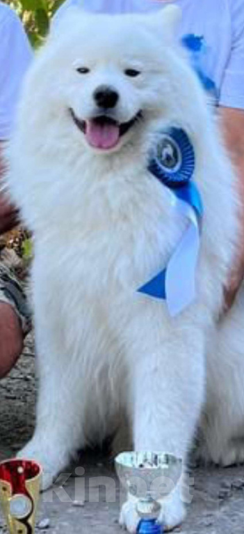 Собаки в Мосальске: Мишутки самоедики Мальчик, 25 000 руб. - фото 3