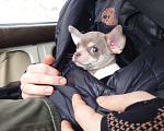 Собаки в Саратове: Щенок чихуахуа. Эксклюзивный окрас. Документы РКФ Мальчик, 30 000 руб. - фото 1