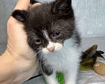 Кошки в Санкт-Петербурге: Котенок 1 месяц Кайя Девочка, Бесплатно - фото 5