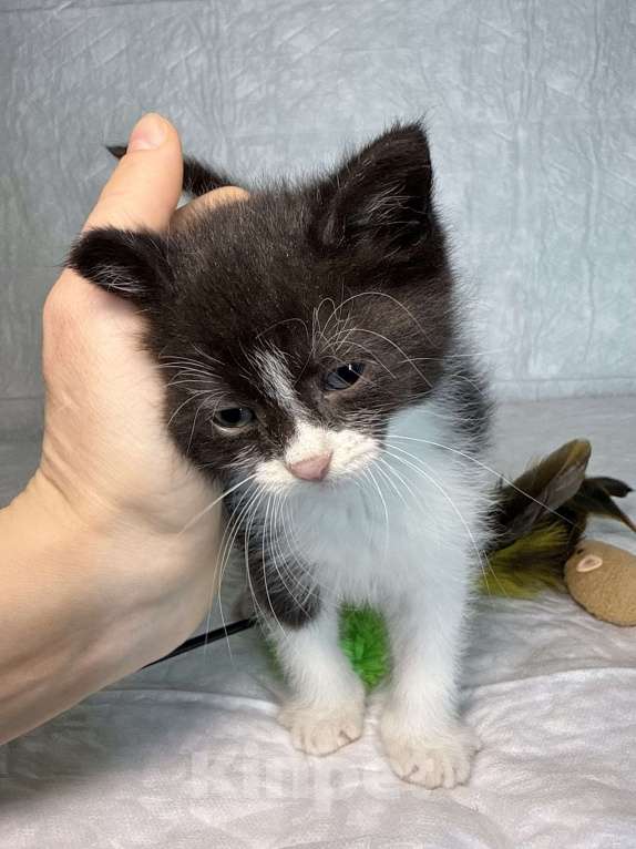 Кошки в Санкт-Петербурге: Котенок 1 месяц Кайя Девочка, Бесплатно - фото 5