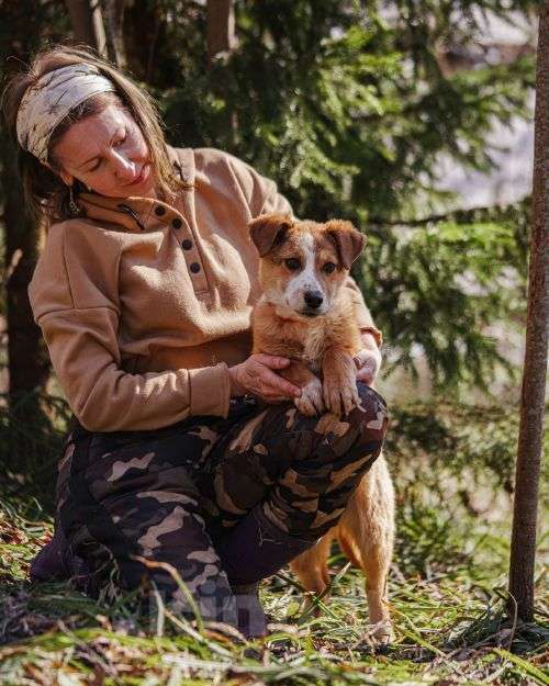 Собаки в Москве: Милейшая Дива,домашняя девочка-щенок ищет дом Девочка, Бесплатно - фото 3